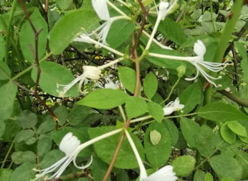 神農(nóng)金銀花：高效農(nóng)業(yè)新寵，產(chǎn)業(yè)發(fā)展新動(dòng)力