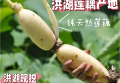 洪湖蓮藕，創(chuàng)下三個(gè)“全國(guó)第一”