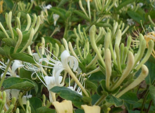 領(lǐng)略神農(nóng)金銀花的魅力：外觀、功效與文化內(nèi)涵