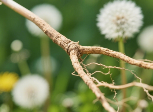 北緯31°的綠色饋贈(zèng)：源自神農(nóng)架原始山野的蒲公英根